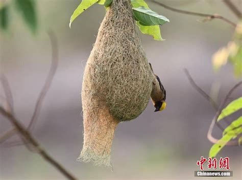 鸟在家门口筑巢|这种“心大”的鸟爱在居民家筑巢？专家：请保持零接触